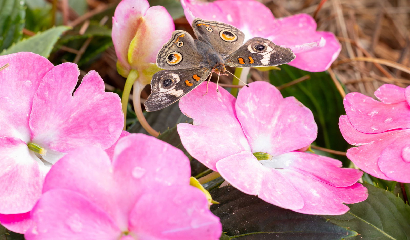 Releasing butterflies into conservatory