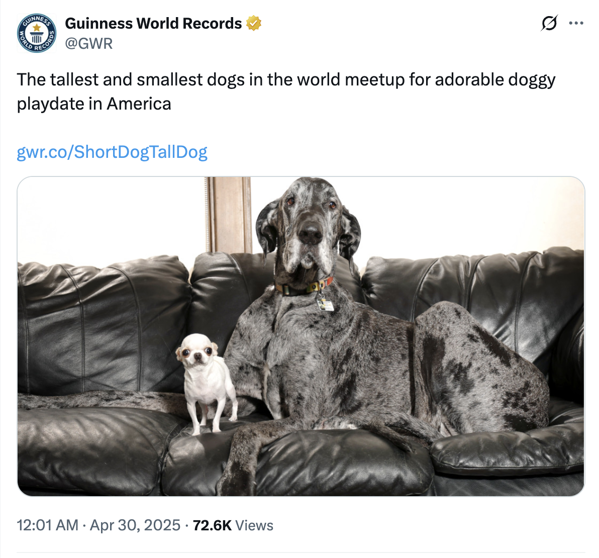 Smallest and largest dog