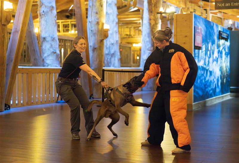 K9 training