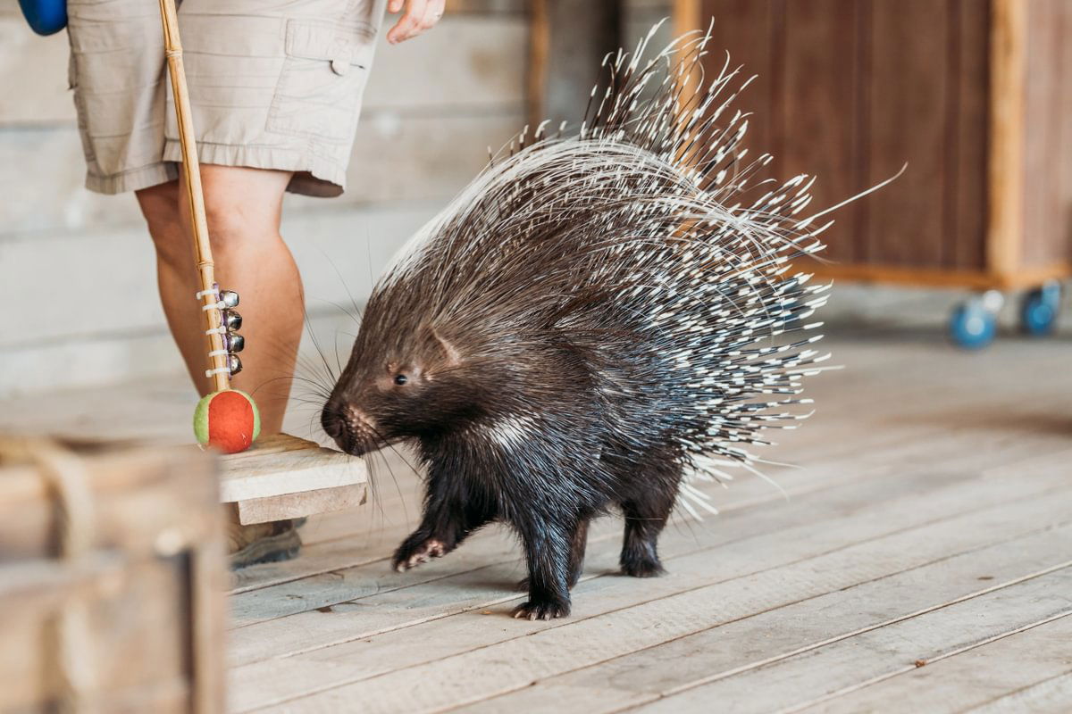 Animal encounter event