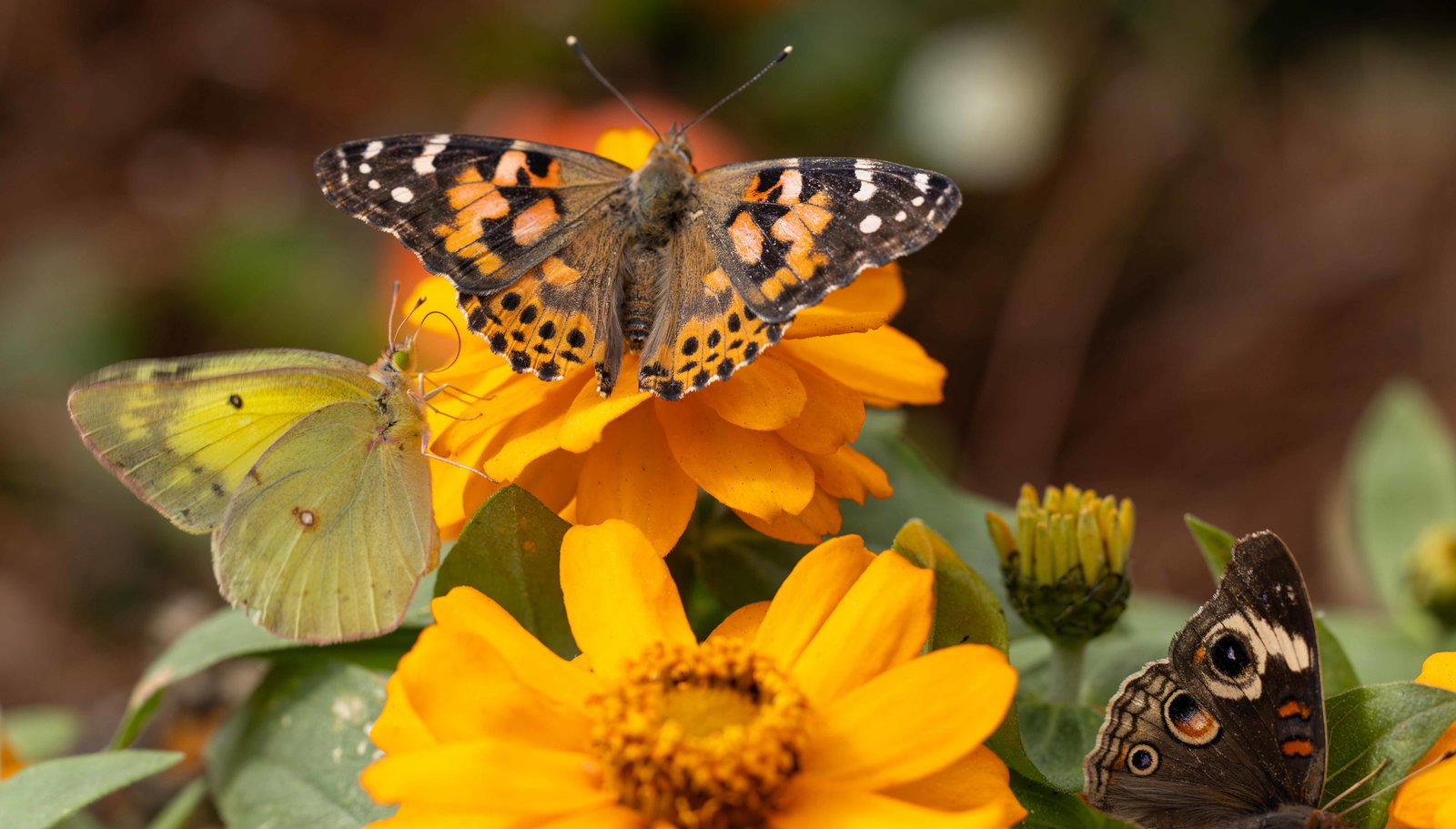 Creation Museum Butterfly House