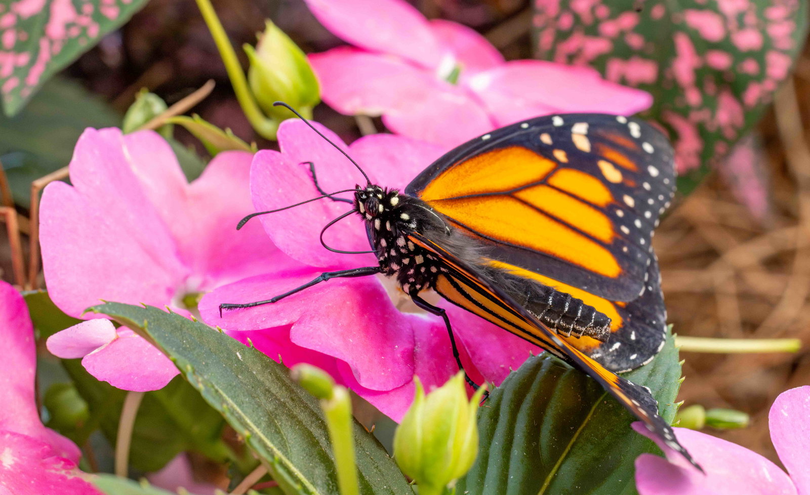 Creation Museum Butterfly House