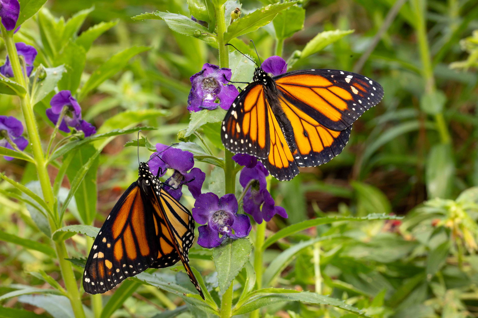 Creation Museum Butterfly House