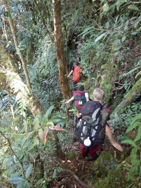 Hikers in the jungle