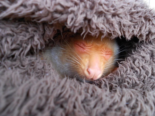 Newt in a Blanket