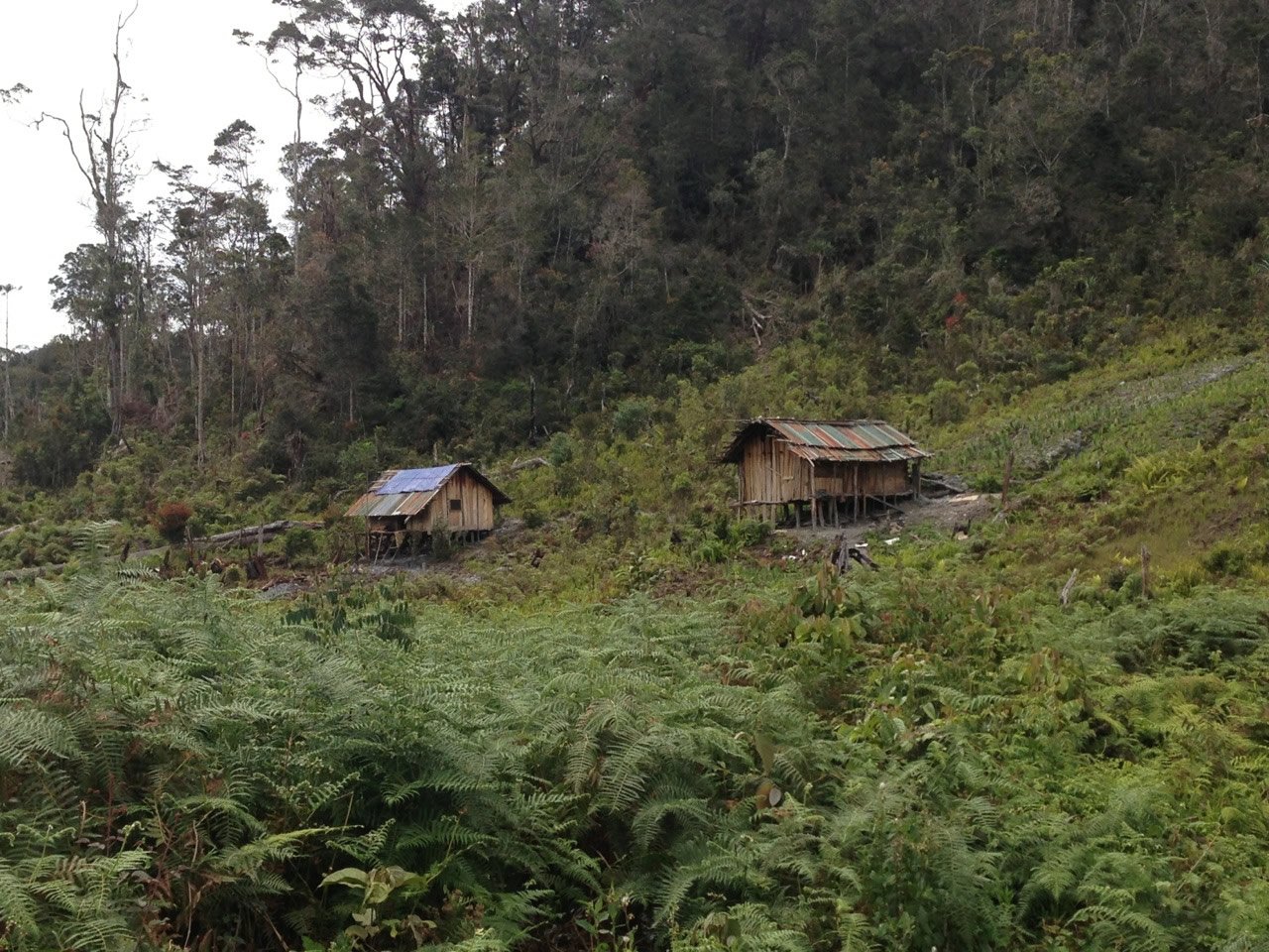 Houses in the Jungle