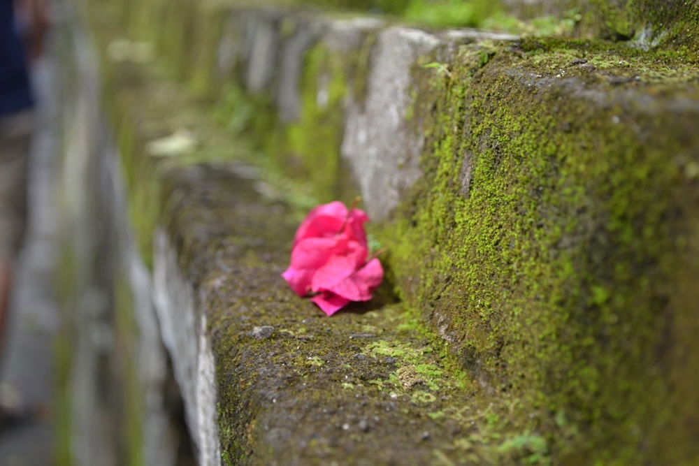 Flower on Steps