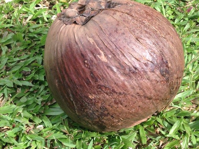 Can You Cut a Coconut?