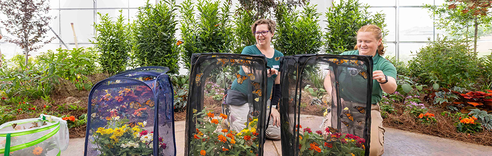 Butterfly House Open at the Creation Museum