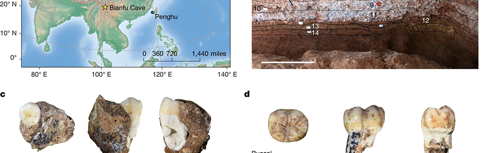 Denisovan fossils