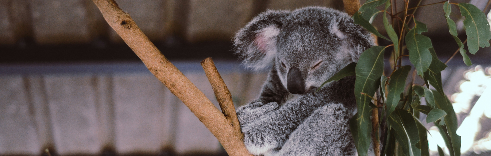 koala in Australia