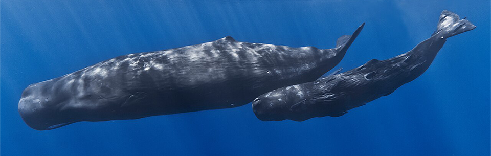 sperm whales