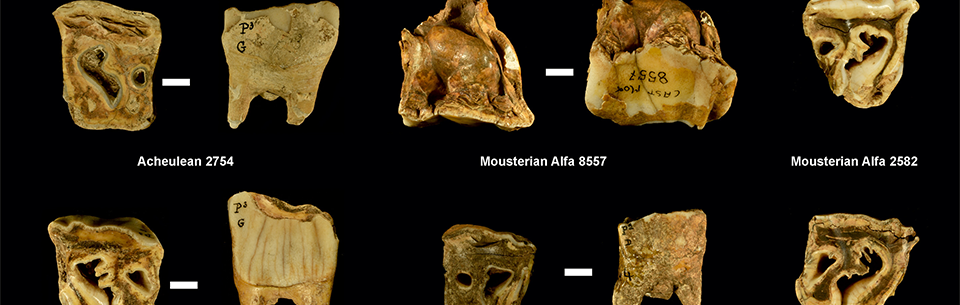Neanderthals Used Rhino Teeth as Tools