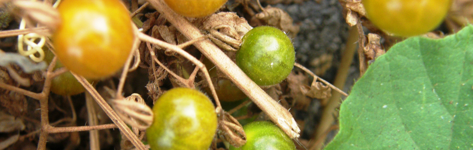 Galápagos tomatoes
