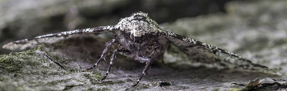 Peppered moths—back on the agenda?
