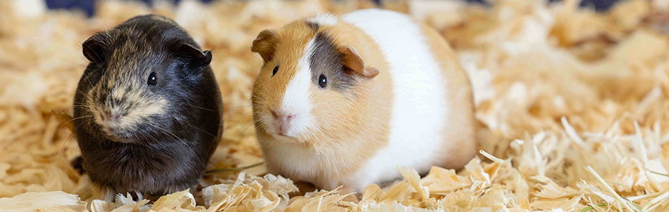 Genesis guinea pig best sale