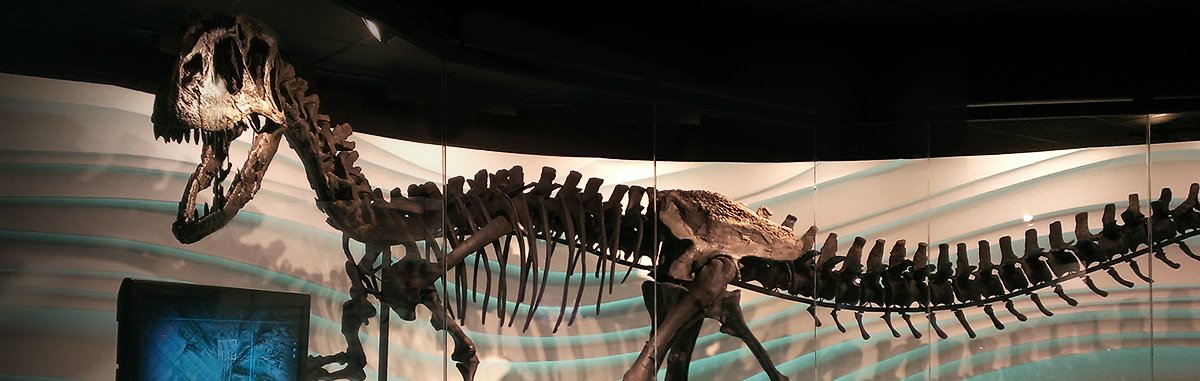 Peek Inside One of the World’s Most Complete Allosaurus Skulls