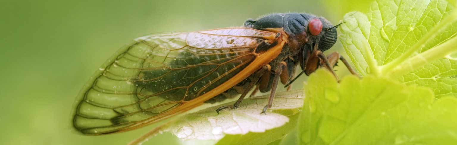 Periodical Cicadas—Synchronized Swarming