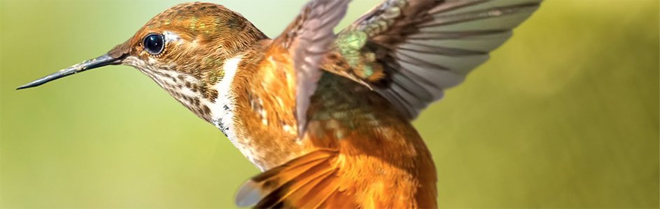 Hummingbirds—Avian Acrobats of the Americas