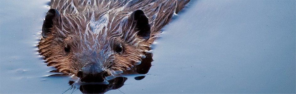 Aquatic Engineer at Your Service—North American Beaver