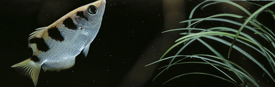 Natural Sharpshooter – Archerfish Uses Its Mouth as a Water Gun to