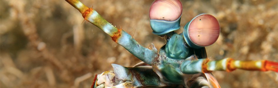 Mantis Shrimp—Pint-Sized Prizefighters | Answers in Genesis