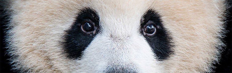 Giant Panda: The Veggie Bear | Answers in Genesis