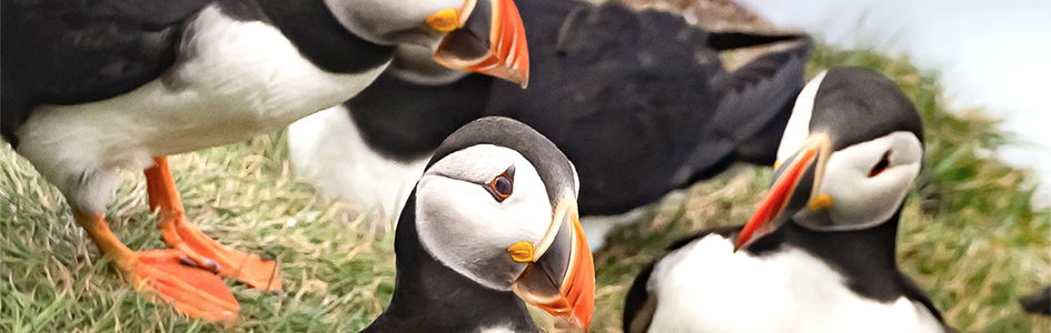 Puffins: Clown Birds of the Atlantic