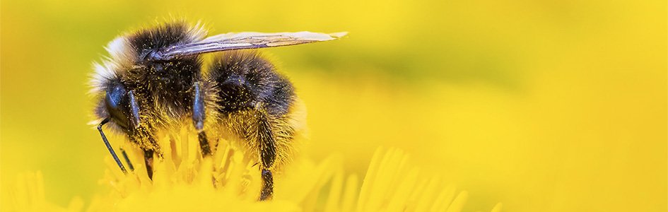 Bumblebees: An Electric Exchange