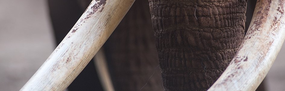 The Ivory Trade—A Business Built on Blood and Bones