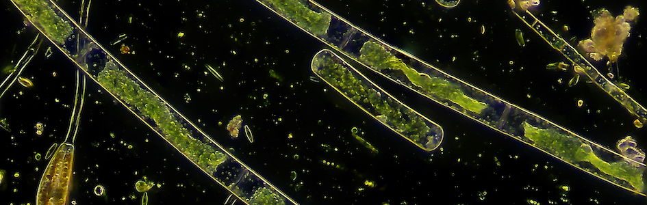 Phytoplankton