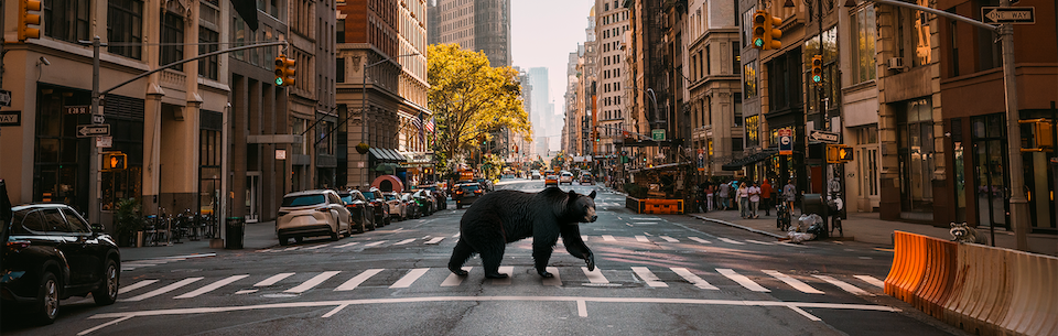 Bear in city street