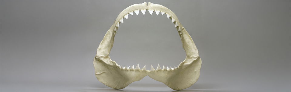 Great White jaw