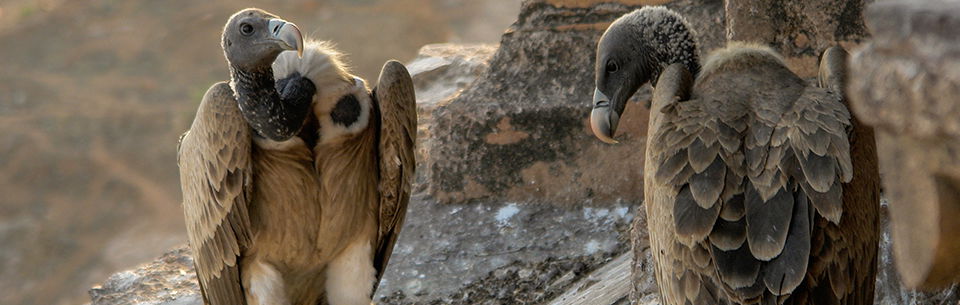 Indian vultures