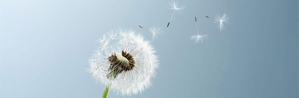 dandelions seeds flying