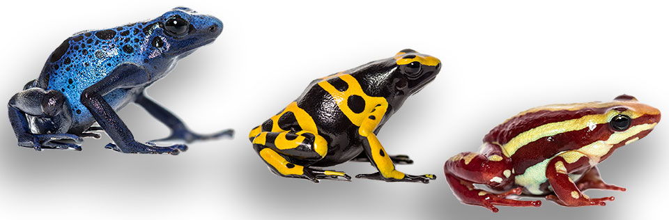 Poison dart frogs