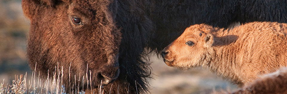 full grown bison and baby bison
