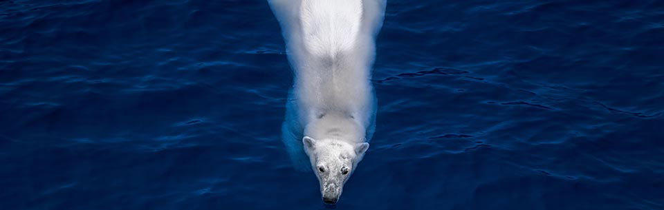 Polar Bear