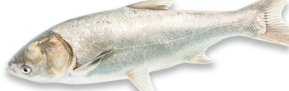 A Collision of Species