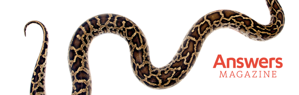 Answers magazine volume 20 issue 4