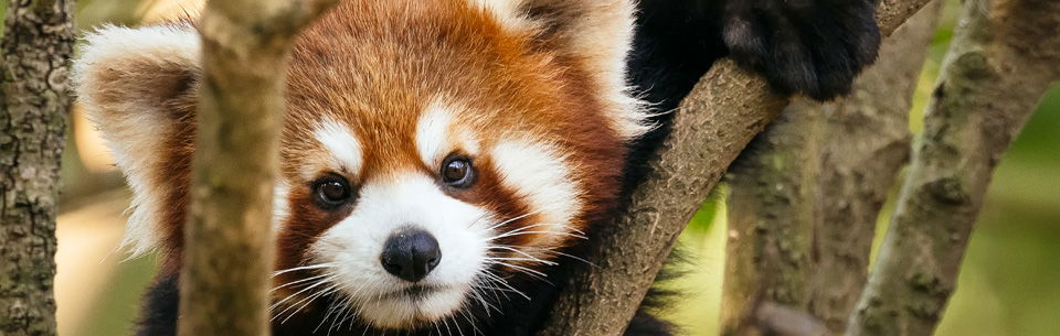 Red panda
