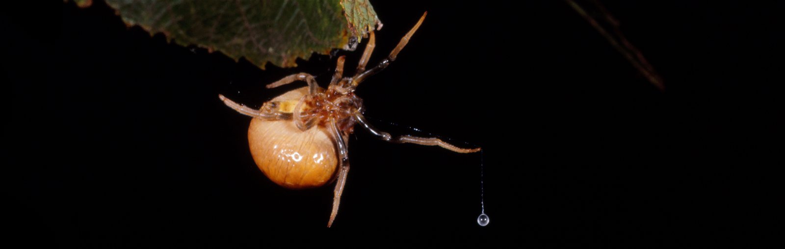 Bolas Spiders—Eight-Legged Gauchos