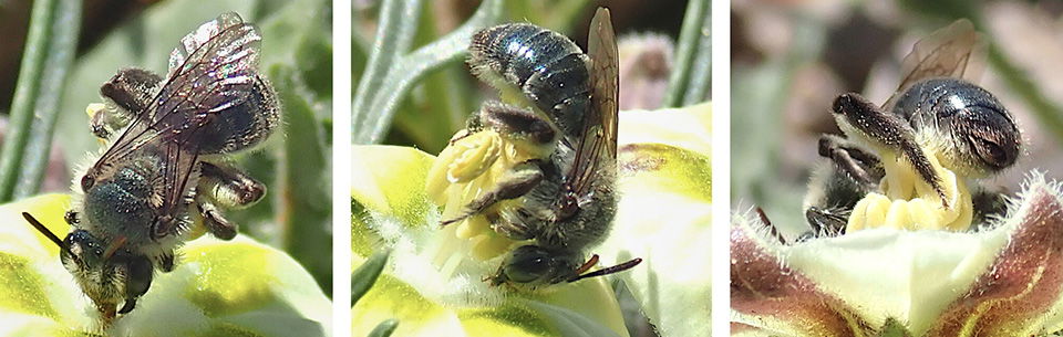 Andrena androfovea