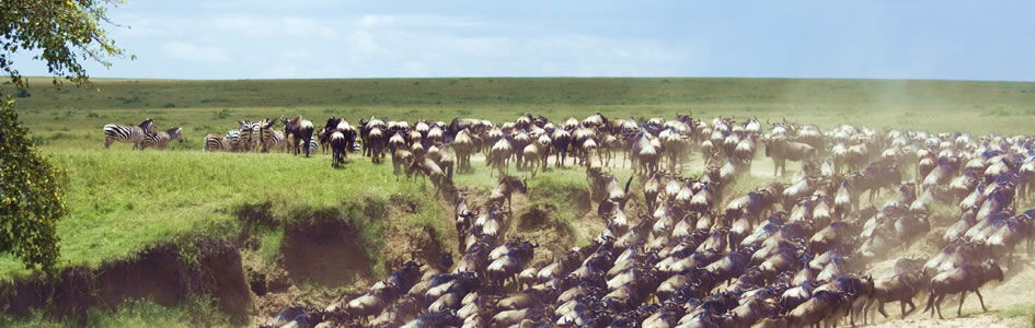 Animal Migrations