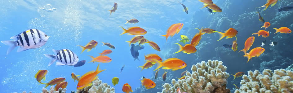 Sea Animals For Kids Kids Answers Sea Animals For Kids Kids Answers