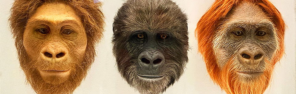 Myths About Evolution