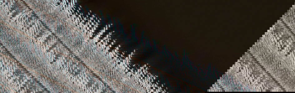 Feather