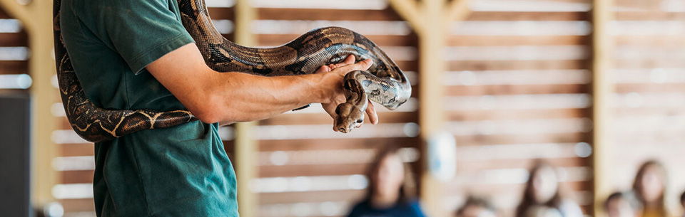 Ark animal encounter