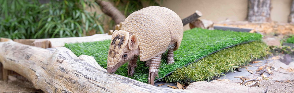 Baby armadillo