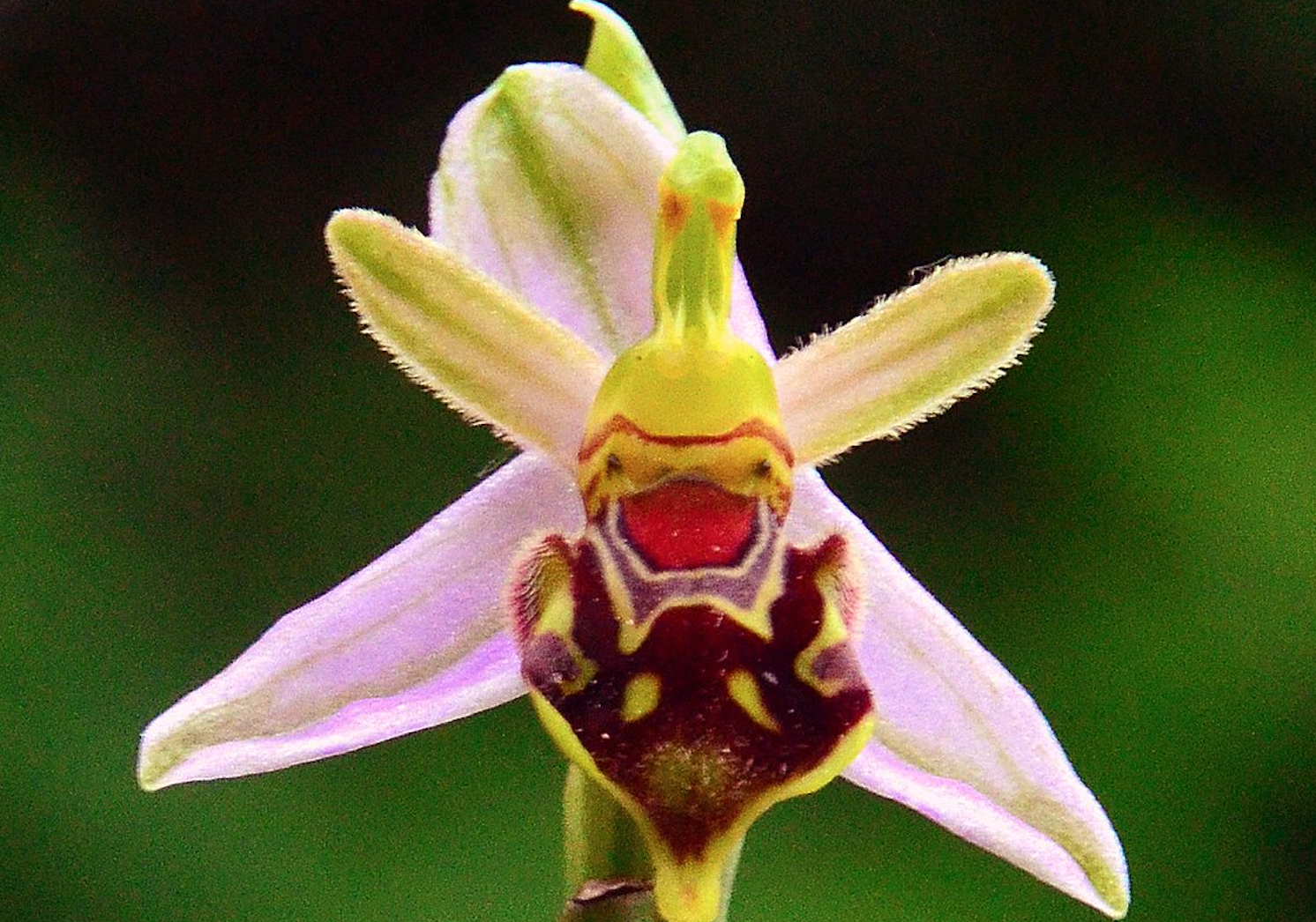 Bee Orchids Bear Witness
